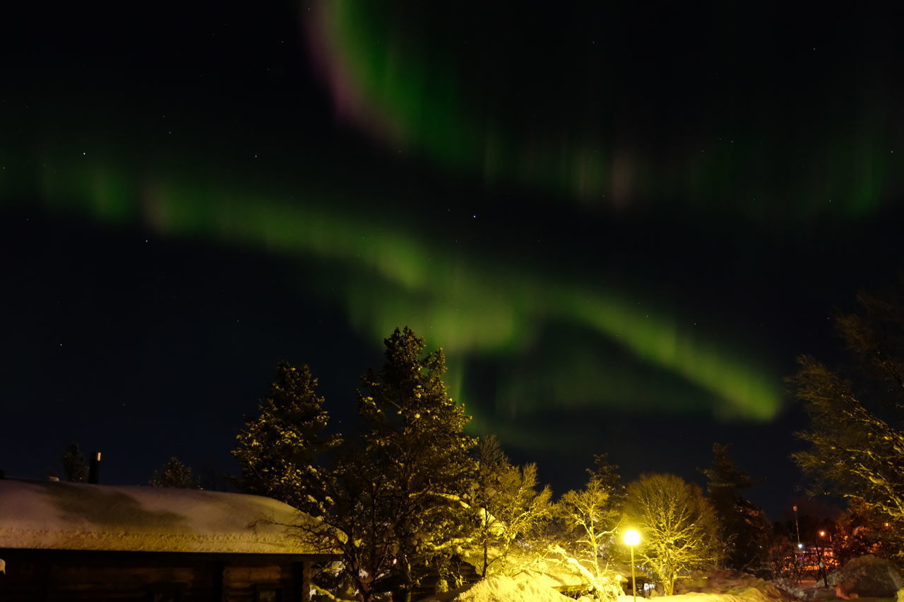 LOW ANGLE VIEW OF TREE AGAINST SKY AT NIGHT