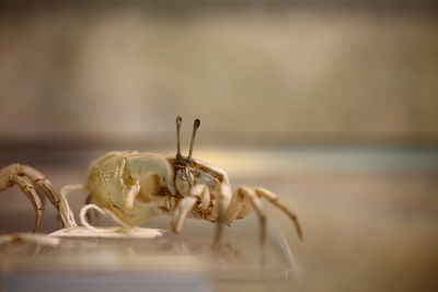 Close-up of insect