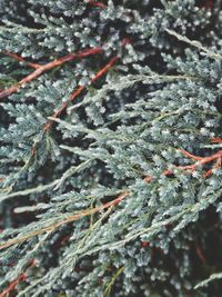 Close-up of snow covered pine tree