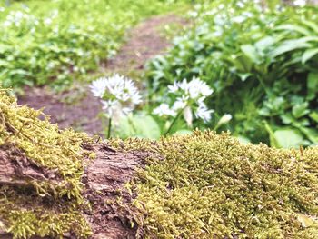 Close-up of lichen growing on tree