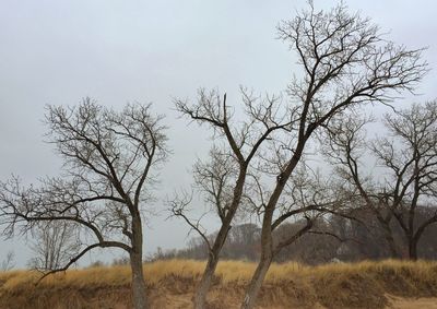 bare tree