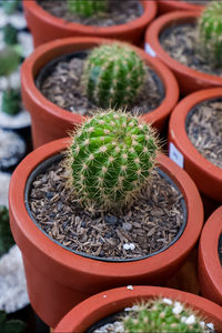 High angle view of succulent plant in pot