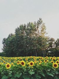 Yellow flowering plants on field against sky