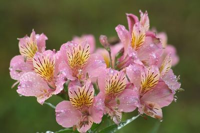 Close-up of pink flowers growing on plant