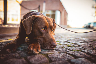 Close-up of dog looking away