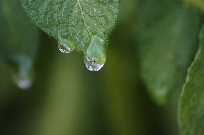 Close-up of water drops on leaves
