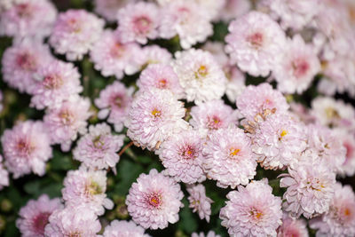 Close-up of pink cherry blossoms