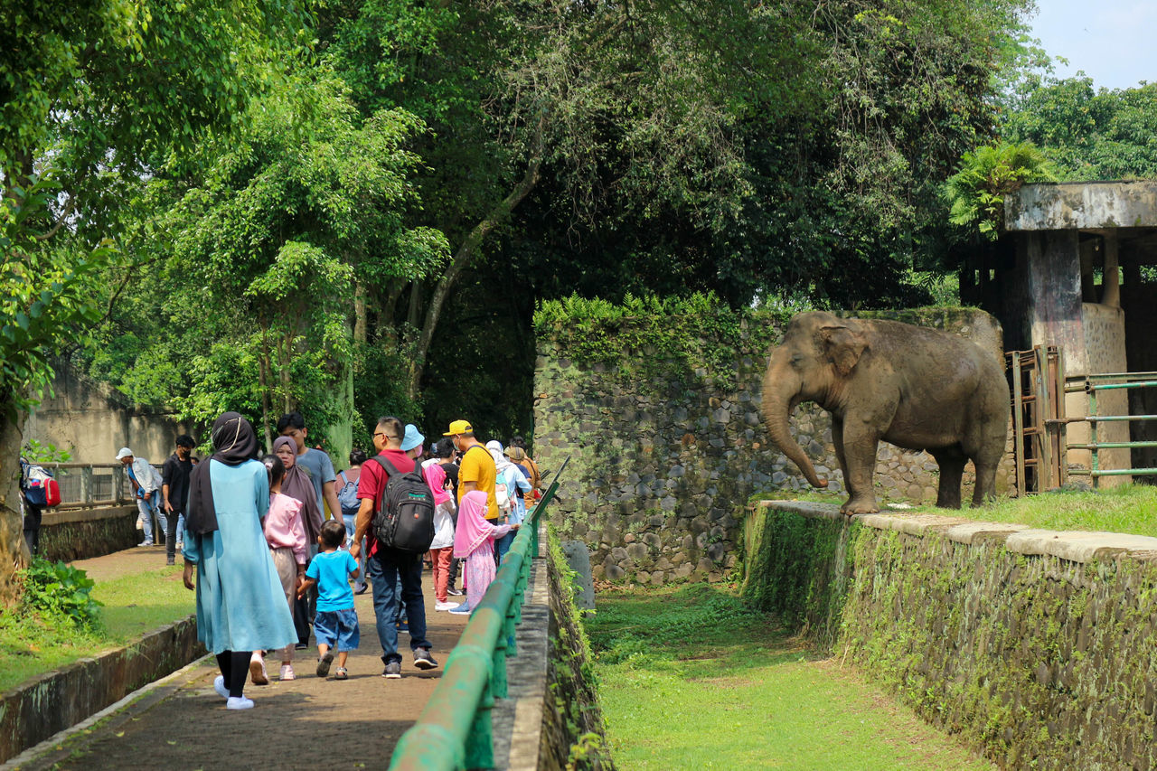 plant, tree, group of people, elephant, mammal, animal themes, animal, men, indian elephant, nature, women, walking, adult, lifestyles, large group of people, animal wildlife, crowd, day, green, leisure activity, tourist, tourism, outdoors, growth, travel, adventure, domestic animals