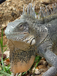 Close-up of a green iguana, bonaire, caribbean