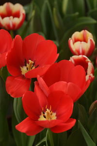 Close-up of red flowering plants