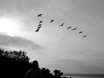 Low angle view of silhouette birds flying against sky