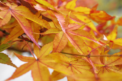 Close-up of yellow maple leaves