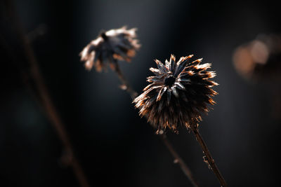 Close-up of wilted plant