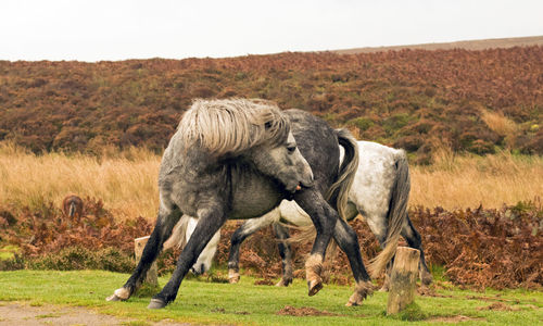 Horse in field against clear sky