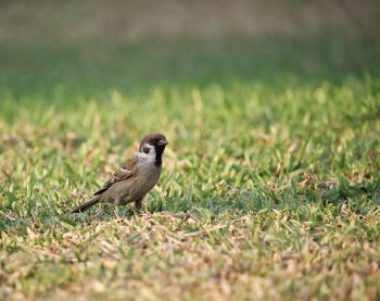 Bird perching on a field