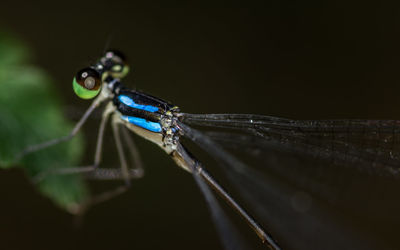 Close-up of damselfly on leaf