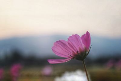 Close-up of pink flower against sky during sunset