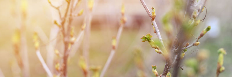 Close-up of flowering plants on field