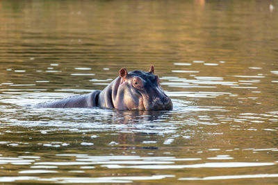 Portrait of horse in lake