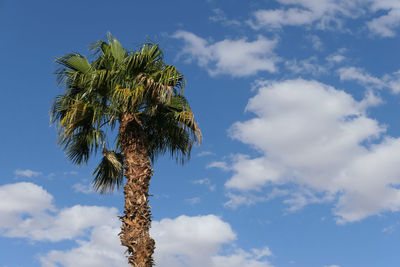 View of palm tree against cloudy sky