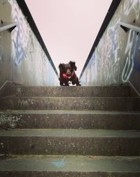 Portrait of dog on staircase