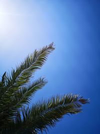 Low angle view of palm tree against clear blue sky