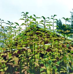 Low angle view of plants against clear sky