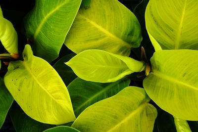 Full frame shot of leaves