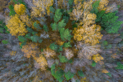 High angle view of plants and trees during autumn