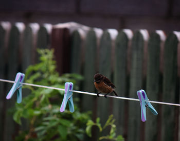 Close-up of birds perching on rope