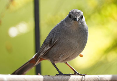 Close-up of bird perching