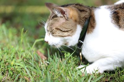 Close-up of a cat lying on grass