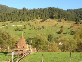 Scenic view of trees on field against sky