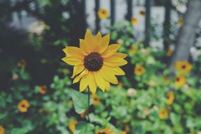 Close-up of yellow flower