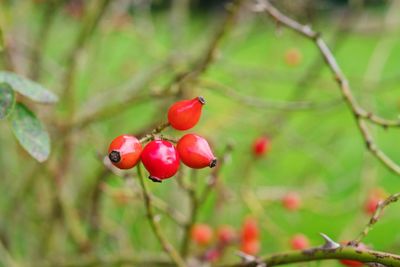 Close-up of red berries growing on tree