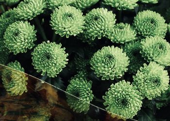 High angle view of green flowers