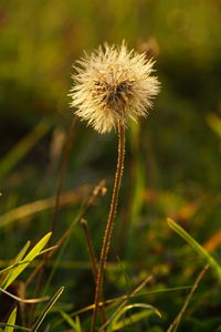 Close-up of dandelion on field