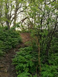 Trees in forest
