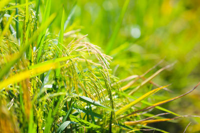 Close-up of fresh green grass