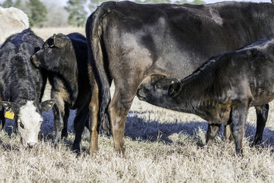 Cow feeding on calf on field