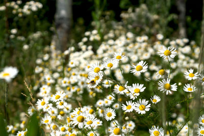 Close-up of white daisy flowers