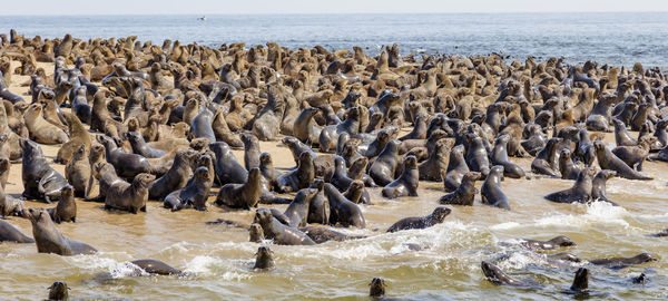 Seals at pelican's point in the walvis bay at the coast of namibia