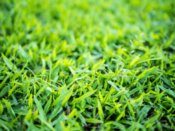 Full frame shot of fresh green grass