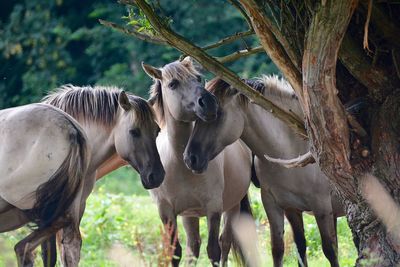Horses by tree