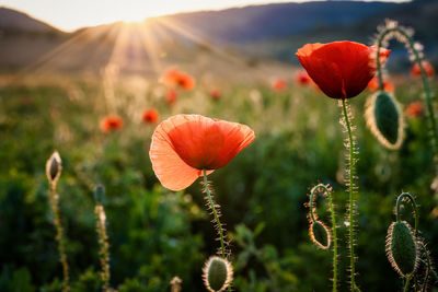 Close-up of red poppy flowers on field