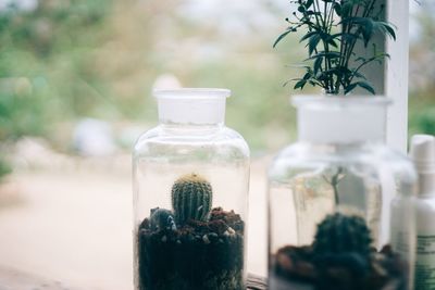 Close-up of succulent plant in glass jar on table