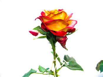 Close-up of rose against white background