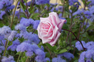 Close-up of purple rose in garden