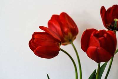 Close-up of red rose against white background