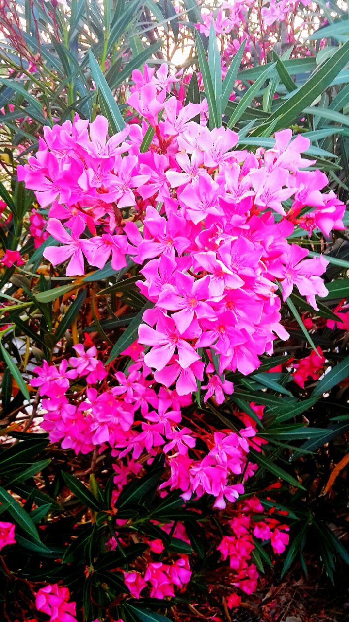 flower, freshness, fragility, growth, petal, pink color, beauty in nature, blooming, nature, high angle view, plant, flower head, purple, in bloom, leaf, pink, park - man made space, field, blossom, outdoors